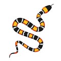 Vector 3d Illustration of Coral Snake or Micrurus Isolated on White Royalty Free Stock Photo