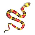 Vector 3d Illustration of Coral Snake or Micrurus Isolated on White Royalty Free Stock Photo