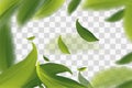 Vector 3d illustration with green tea leaves in motion on a transparent background. Element for design, advertising, packaging of