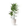 Vector 3d indoor Calathea plant in ceramic pot