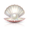 Vector 3d Realistic Beautiful Natural Opened Pearl Shell with Pearl Inside Icon Closeup Isolated on White Background Royalty Free Stock Photo