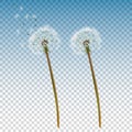 Vector 3d Realistic Dandelion Icon Set Closeup Isolated on Transparent Background. Nature Floral Spring or Summer