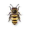 Vector 3d Realistic Detailed Honey Bee Icon Closeup Isolated on White Background. Queen Honeybee Design Template, Vector