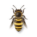 Vector 3d Realistic Detailed Honey Bee Icon Closeup Isolated on White Background. Queen Honeybee Design Template, Vector Royalty Free Stock Photo