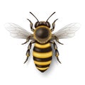 Vector 3d Realistic Detailed Honey Bee Icon Closeup Isolated on White Background. Queen Honeybee Design Template, Vector Royalty Free Stock Photo