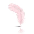 Vector 3d Realistic Falling Pink Flamingo Fluffy Twirled Feather with Reflection Closeup Isolated on White Background Royalty Free Stock Photo