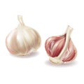 Vector 3d realistic garlic set, spicy condiment