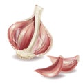 Vector 3d realistic garlic set - slice, lobule Royalty Free Stock Photo