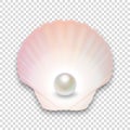 Vector 3d Realistic Natural Open Half Shell with Pearl Close up Isolated on Transparent Background. Top View Royalty Free Stock Photo