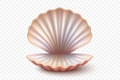 Vector 3d Realistic Open Seashell with Pearlescent Shine. Isolated Seashell Illustration for Beach Decor, Summer Design, Marine Royalty Free Stock Photo