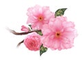 Vector 3D realistic pink cherry sakura flower branch digital art