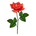 Vector 3D realistic single red rose digital clip art isolated Royalty Free Stock Photo
