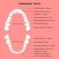 Vector 3d Realistic Teeth, Upper and Lower Adult Jaw, Top View. Anatomy Concept. Orthodontist Human Teeth Scheme, Chart Royalty Free Stock Photo