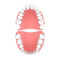 Vector 3d Realistic Teeth, Upper and Lower Adult Jaw, Top View. Anatomy Concept. Orthodontist Human Teeth Scheme