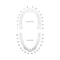 Vector 3d Realistic Teeth, Upper, Lower Adult Jaw, Top View. Anatomy Concept. Orthodontist Human Teeth Scheme Isolated