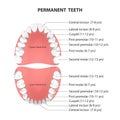 Vector 3d Realistic Teeth, Upper, Lower Adult Jaw, Top View. Anatomy Concept. Orthodontist Human Teeth Scheme. Medical