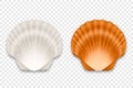 Vector 3d Realistic White and Brown Textured Closed Scallop Pearl Seashell Icon Set Closeup Isolated on Transparent Royalty Free Stock Photo