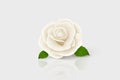 Vector 3d Realistic White Flower Rose Closeup Isolated on White. Rose Bud Design Template. Background with Decorative Royalty Free Stock Photo