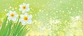 Vector daffodil flowers on spring background.