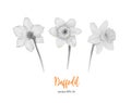 Vector daffodil, narcissus flower set