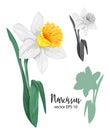 Vector daffodil, narcissus flower set