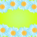 Vector daisies design.