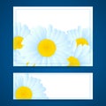 Vector daisies design.