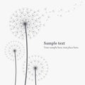 Vector dandelion