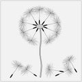 Vector dandelion, black on grey background