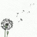 Vector Dandelion, hand drawing. Flying blow dandelion buds black outdoor decoration on a background speckled Royalty Free Stock Photo