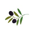 Vector decorative branch with black olives and green leaves isolated on white. Healthy food. Organic care cosmetics. Royalty Free Stock Photo