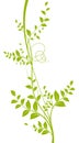 Vector decorative element. Green liana