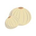 Vector dehydrated onion illustration isolated in cartoon style. Herbs and Species Series.