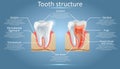 Vector dental anatomy and tooth structure diagram Royalty Free Stock Photo