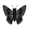 Isolated object of butterfly and blue symbol. Collection of butterfly and species vector icon for stock.