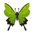 Vector design of butterfly and wings logo. Set of butterfly and wing vector icon for stock. Royalty Free Stock Photo
