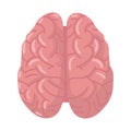 Vector design of cerebrum and hemisphere icon. Graphic of cerebrum and gyri stock vector illustration.