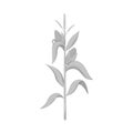 Vector design of corn and stalk sign. Collection of corn and field stock vector illustration. Royalty Free Stock Photo