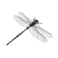 Isolated object of dragonfly and colorful logo. Collection of dragonfly and beauty vector icon for stock.