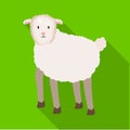 Isolated object of sheep and anima symbol. Set of sheep and lamb stock symbol for web.