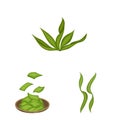 Vector design of spirulina and seaweed icon. Set of spirulina and vegan stock vector illustration. Royalty Free Stock Photo