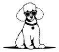 Poodle dog wearing sunglasses