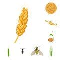Isolated object of wheat and corn icon. Set of wheat and harvest vector icon for stock.