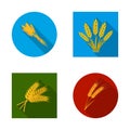 Isolated object of wheat and stalk icon. Collection of wheat and grain stock vector illustration.