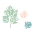 Vector designer elements set collection of green forest fern.