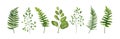 Vector designer elements set collection of green forest fern fro