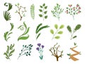 Vector designer elements set collection of green forest fern, tropical green eucalyptus greenery art foliage natural Royalty Free Stock Photo