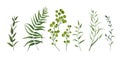 Vector designer elements set collection of green forest fern, tr Royalty Free Stock Photo