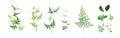 Vector designer elements set, collection. Green forest fern, tropical green smilax Jackson vine greenery foliage, herbs.