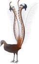 Vector Detail drawn colored Australian bird Lyrebird Royalty Free Stock Photo